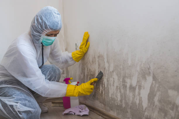 Best Mold Prevention Services  in Franklin, MI