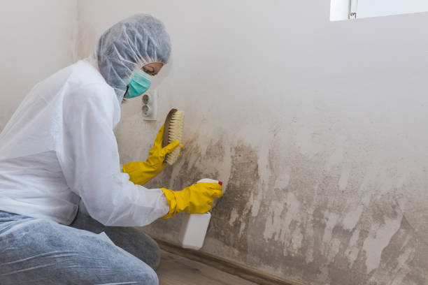 Best Forensic Mold Investigation  in Franklin, MI