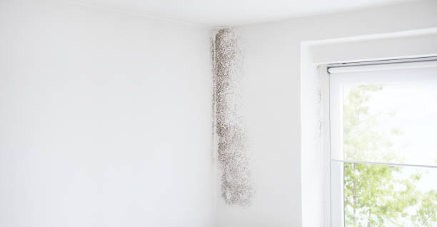 Best Residential Mold Inspection & Testing  in Franklin, MI