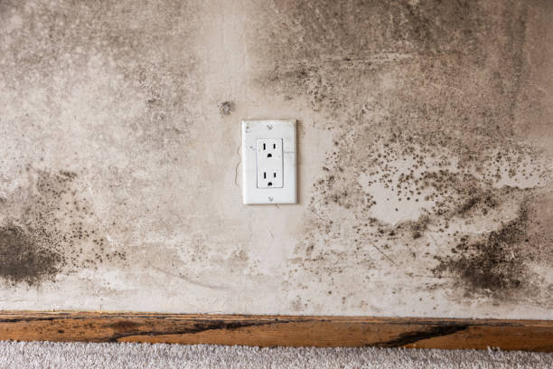 Best Environmental Consulting for Mold Prevention  in Franklin, MI